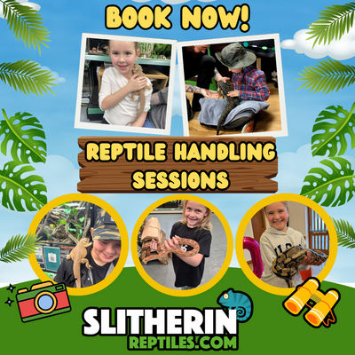 Slitherin Reptiles Handling Reptile Encounters & Visits