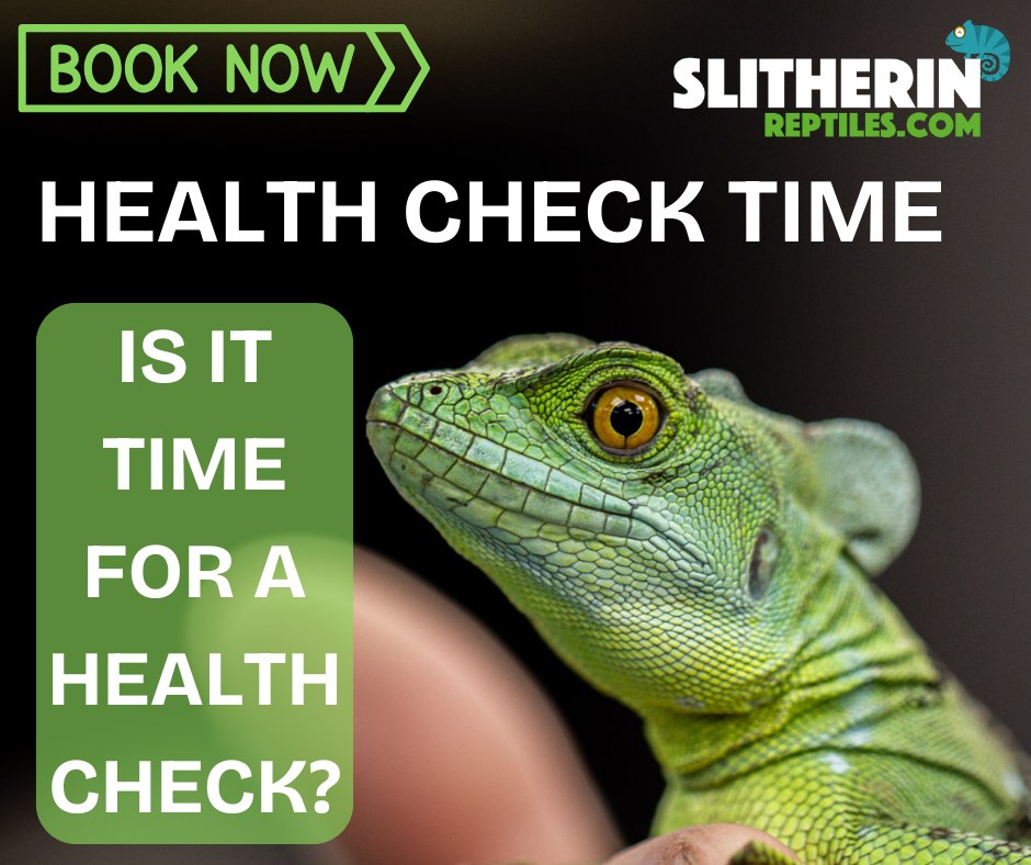 Beautiful view of Reptile Pregnant Health Checklist