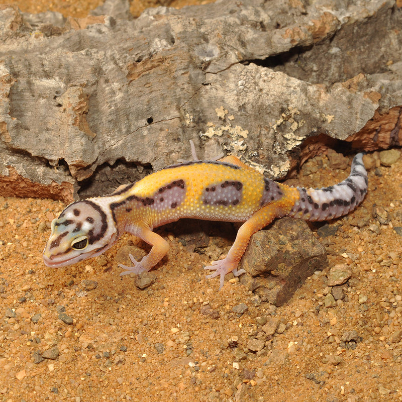 HabiStat Leopard Gecko Bedding, 5kg