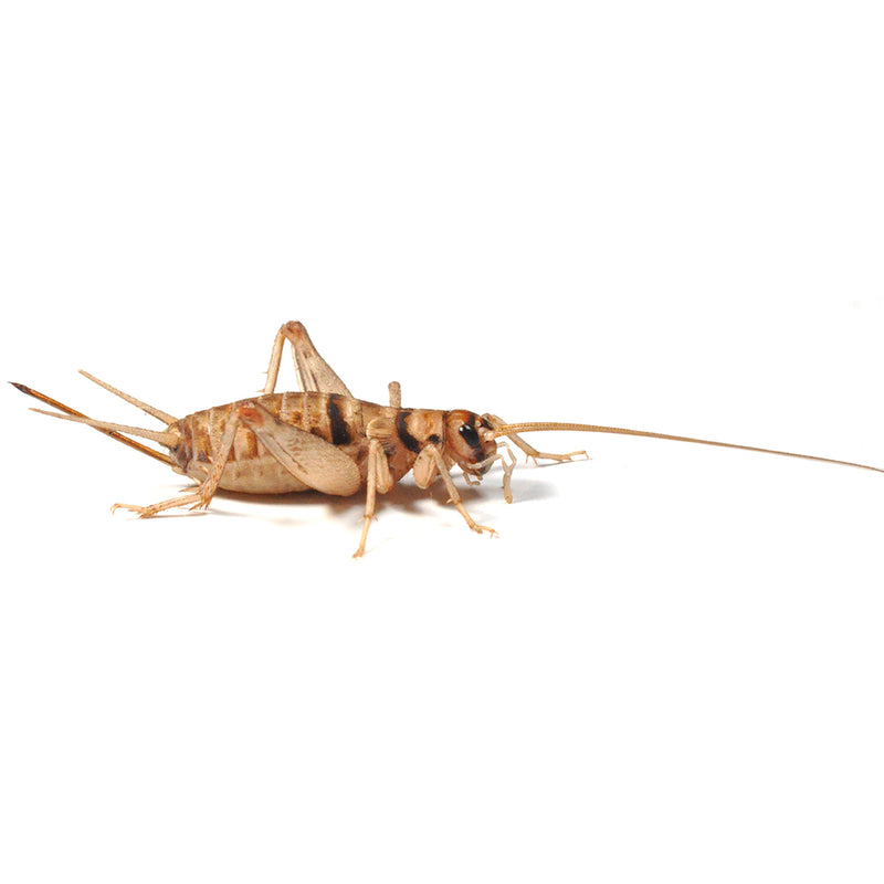 Banded Brown Crickets, 1st, 3mm, Tub