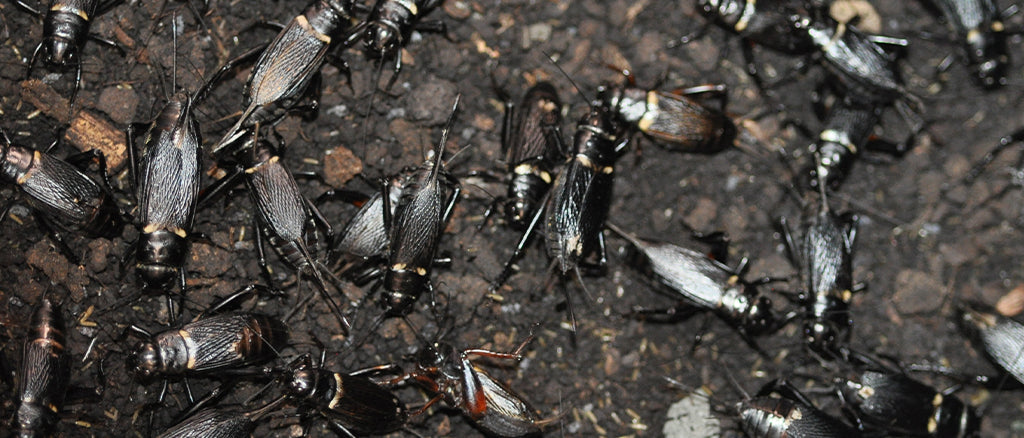 Live Food Crickets
