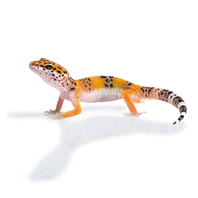 Gecko