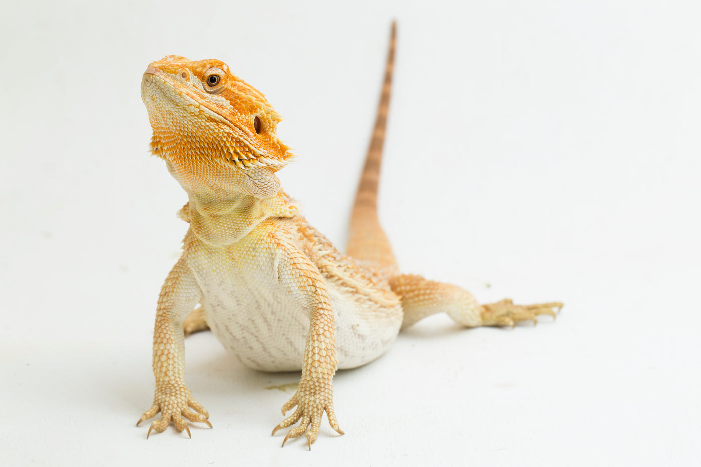 Beardie