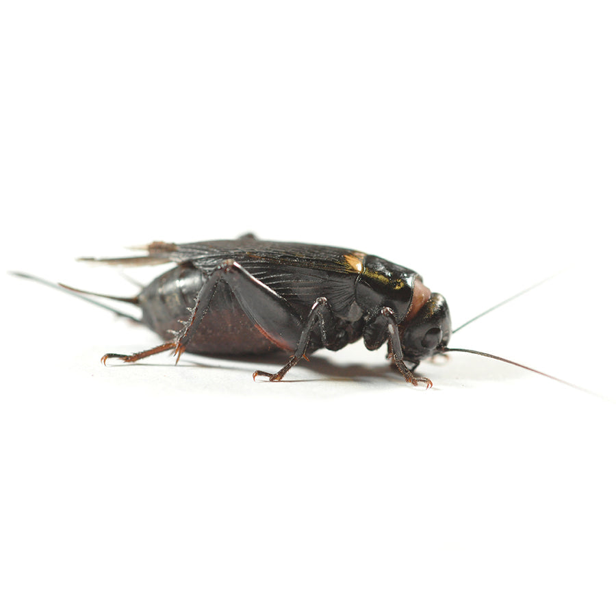 Live Black Crickets