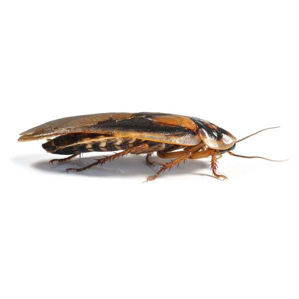 Live Dubia Roaches