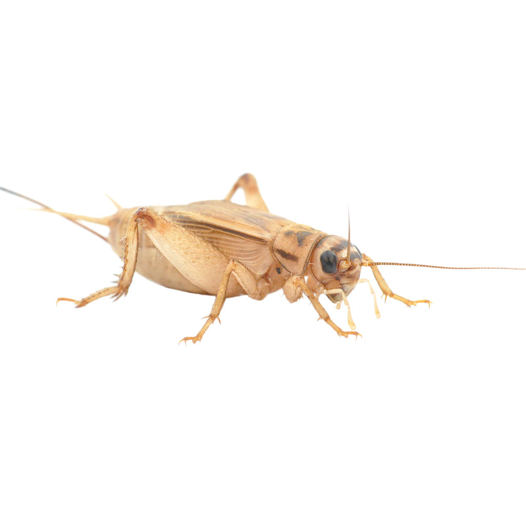 Silent Brown Crickets