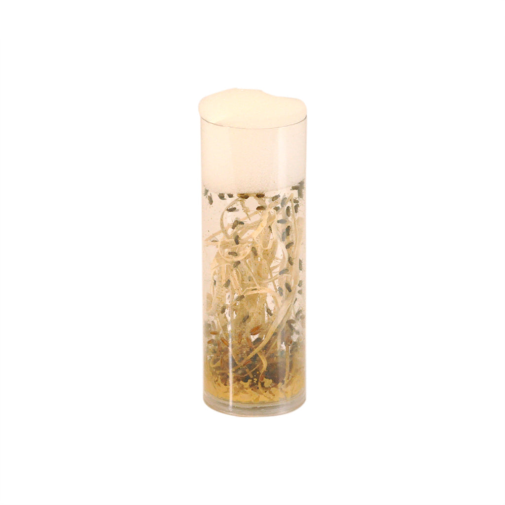 Fruit Flies for Reptiles