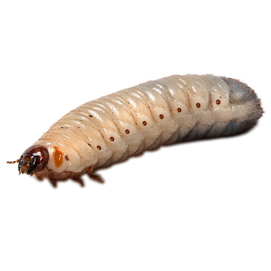 Fruit Beetle Grubs
