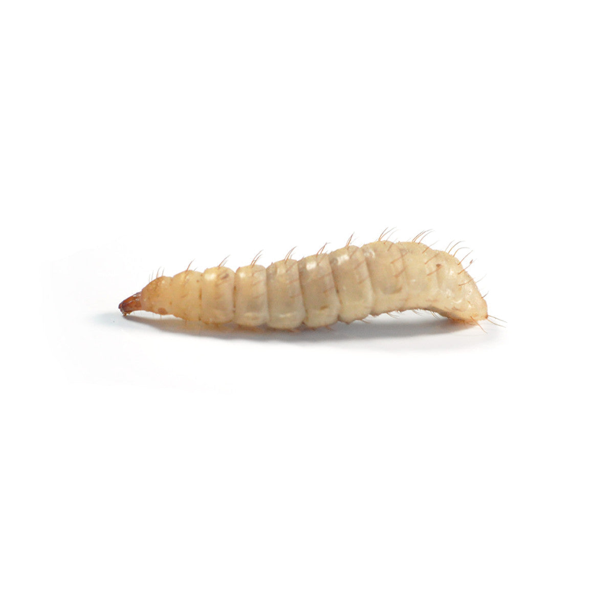 Live Calci Worms for Reptiles