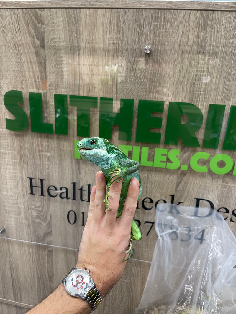Reptile Health Check Services