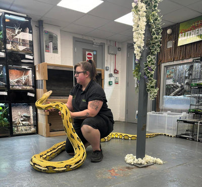 Reptile Handling Sessions