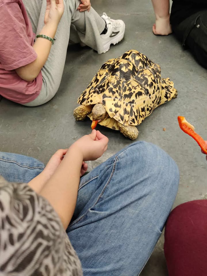 Slitherin Reptiles Mini Rangers Session