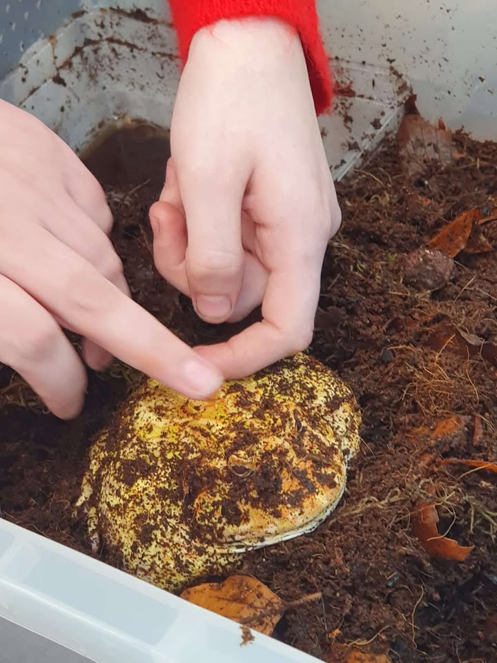 Slitherin Reptiles Mini Rangers Session