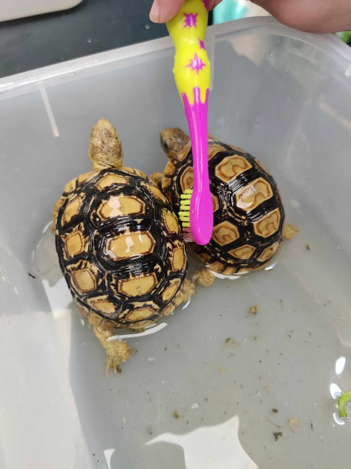 Slitherin Reptiles Mini Rangers Session