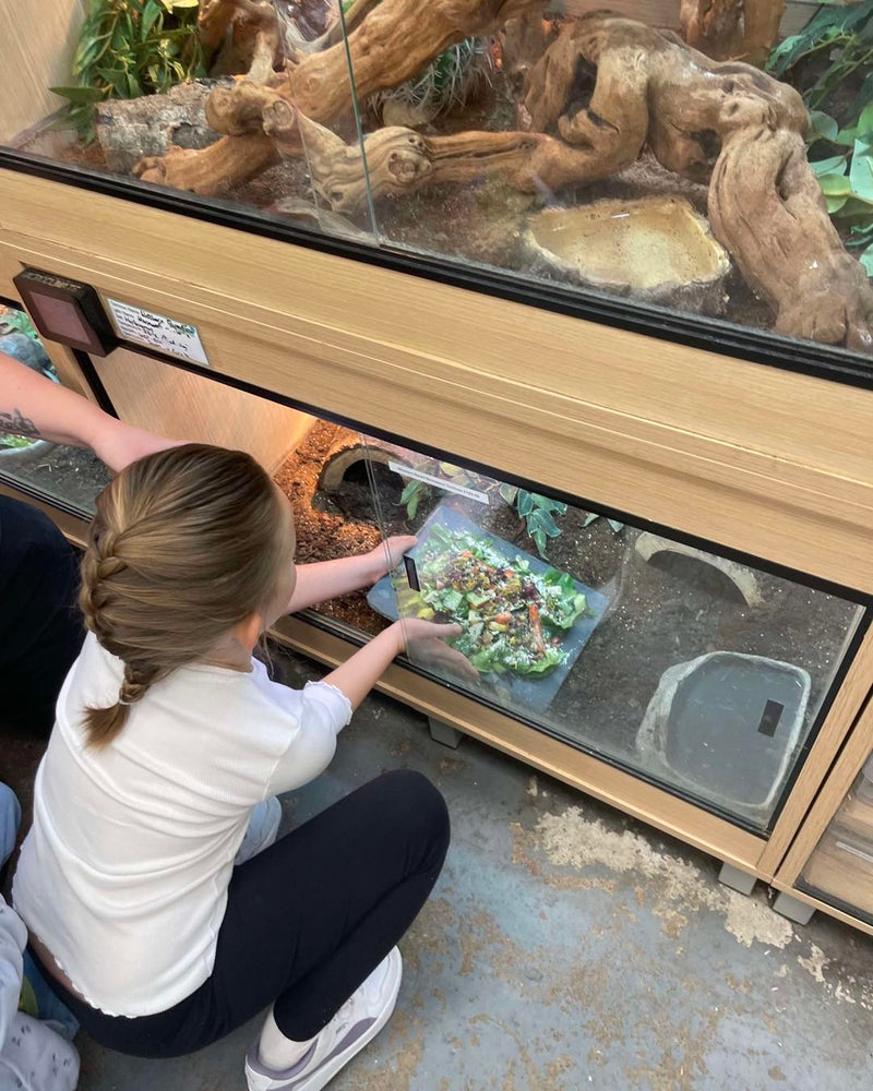 Slitherin Reptiles Mini Rangers Session