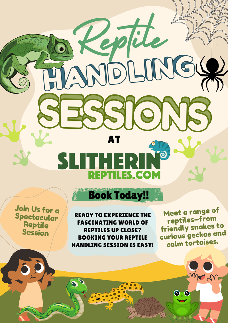 Reptile Handling Sessions