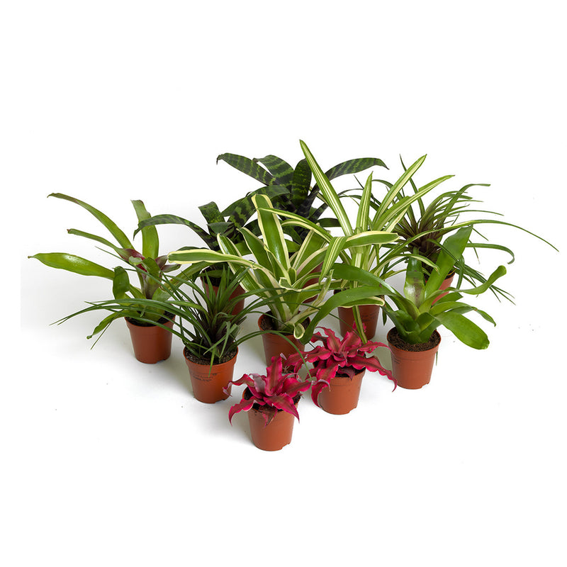 LIVE PLANTS, BROMELIAD MIX, 10 PLANTS