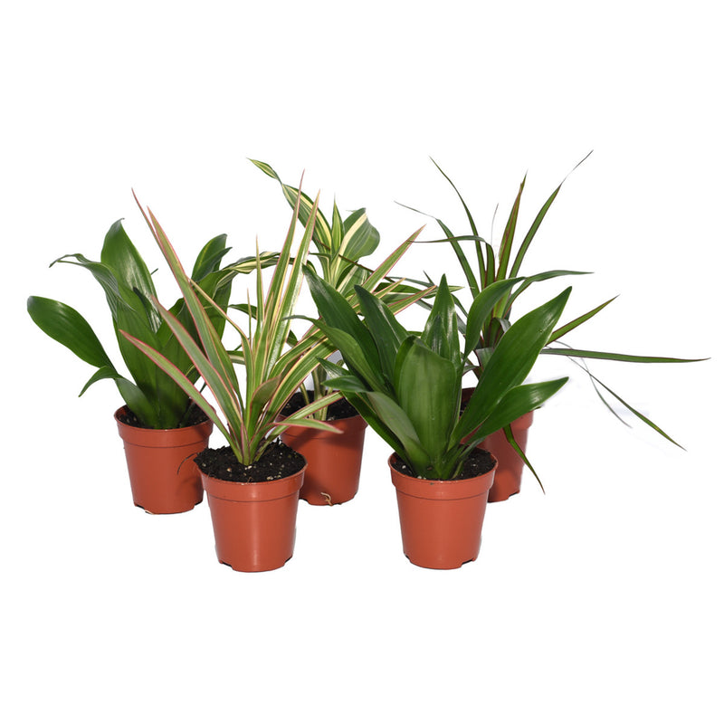 LIVE PLANTS, DRAGON TREES, 5 PLANTS