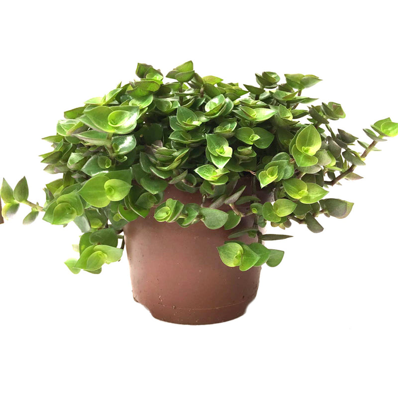 EDIBLE LIVE PLANTS, TURTLE VINE, SINGLE