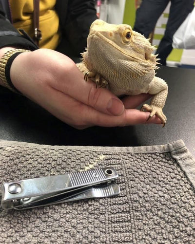 Nail / Claw Clipping Service