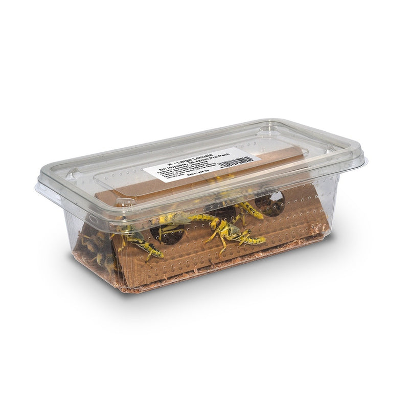 Medium Locust 3rd Hopper, Super Pack (Approx 25)