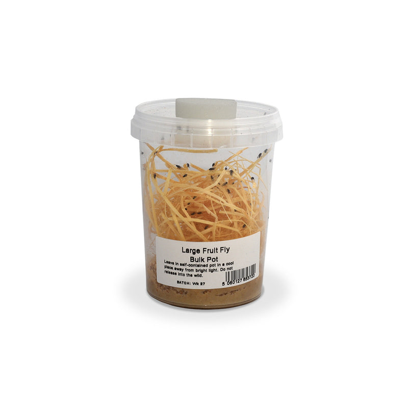 Large Fruit Fly, Bulk Pack