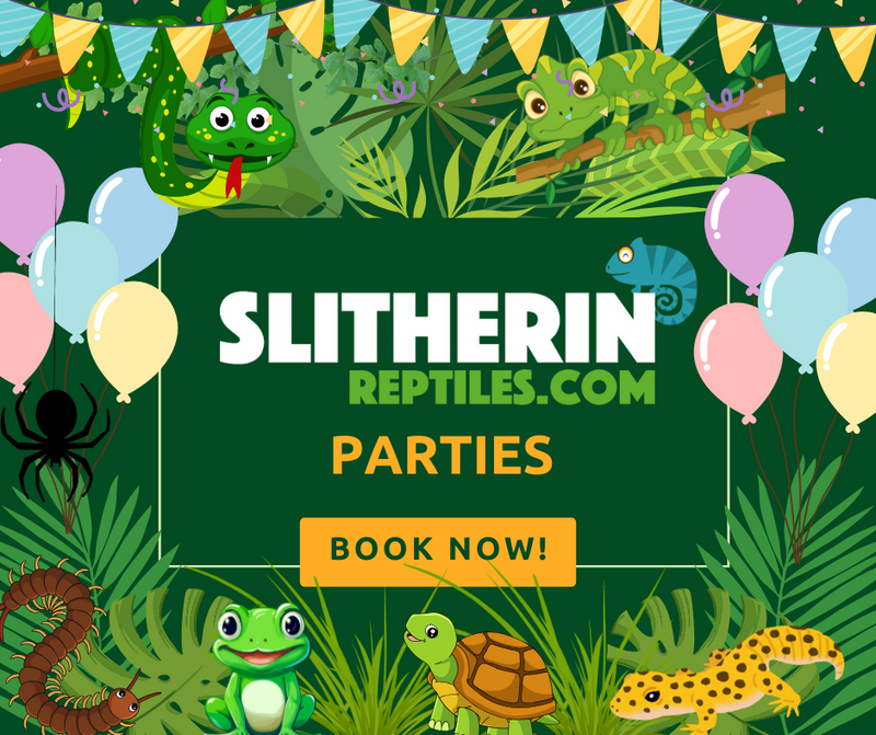 Reptile Parties Like No Other!🐍🦎
