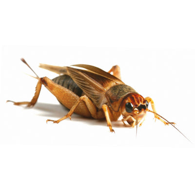 Large Silent Crickets, 19-22mm, Tub