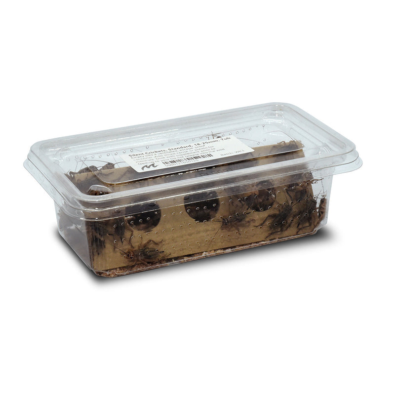 Large Silent Crickets, 19-22mm, Tub