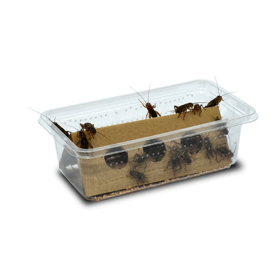 Large Silent Crickets, 19-22mm, Tub