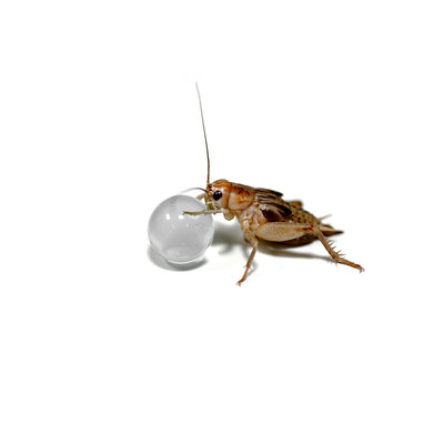 HabiStat H2O Balls, Clear, 500g