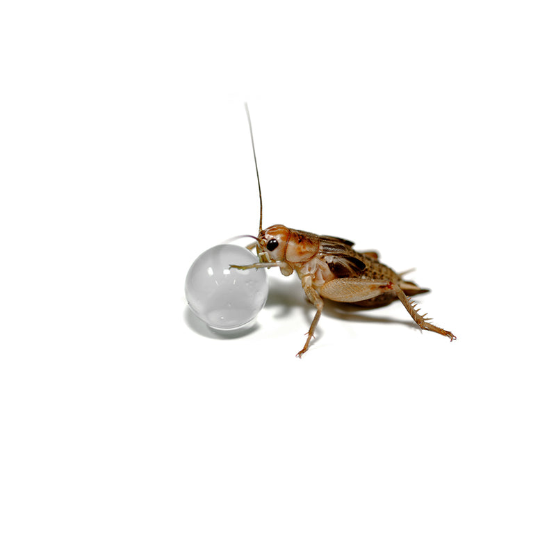 HabiStat H2O Balls, Clear, 500g