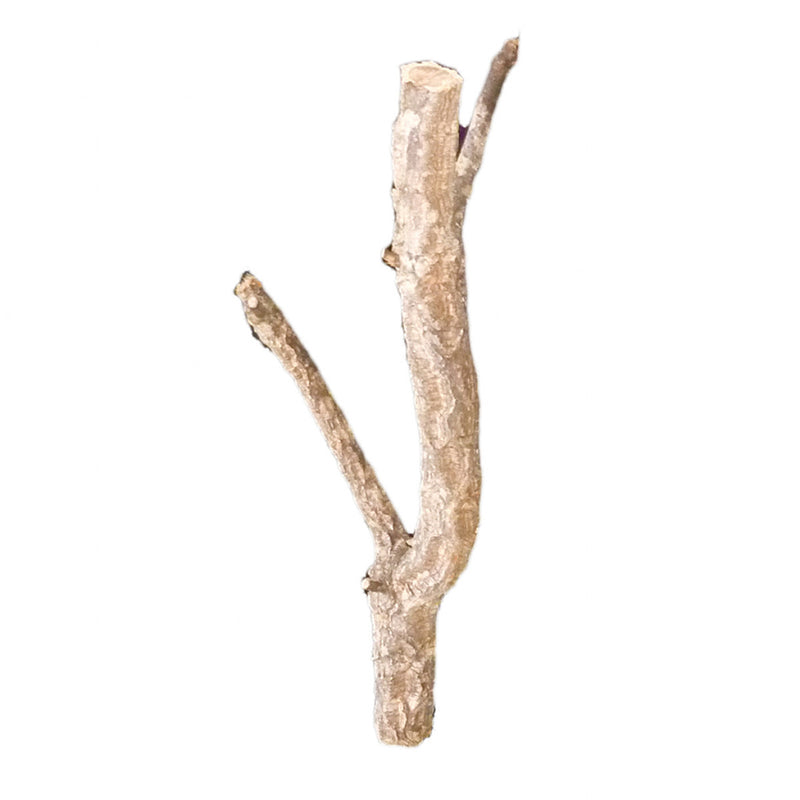 HabiStat Cork Branch, Approx 50cm