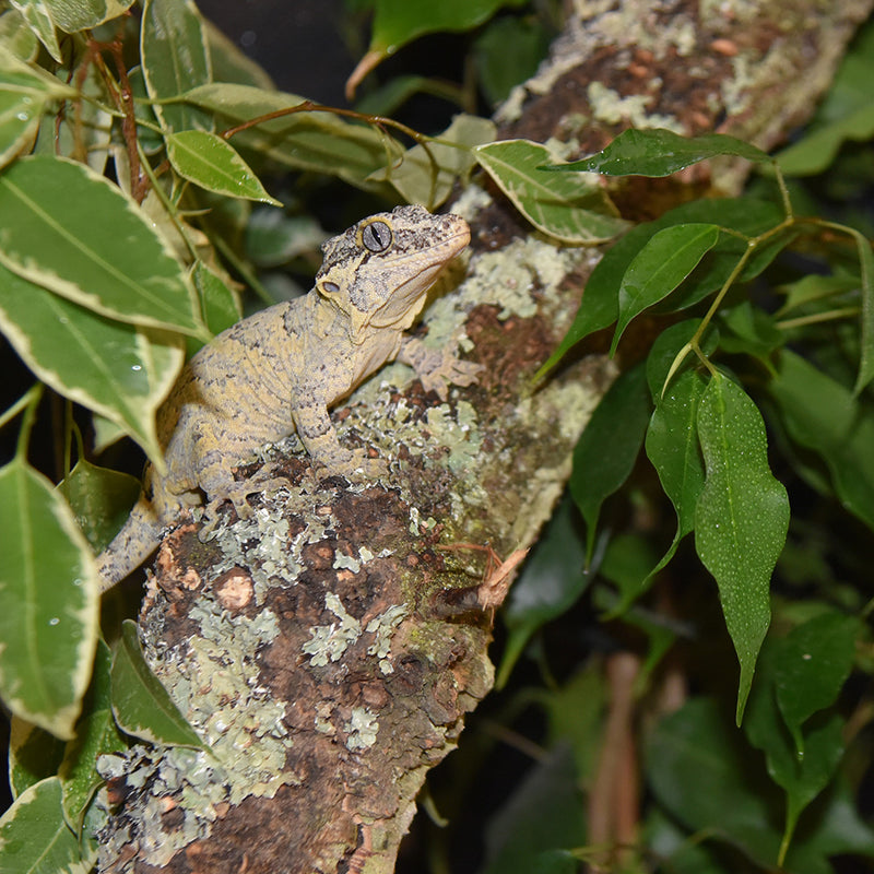 HabiStat Cork Branch, Approx 50cm