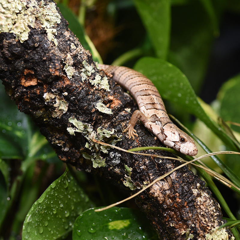 HabiStat Cork Branch, Approx 50cm
