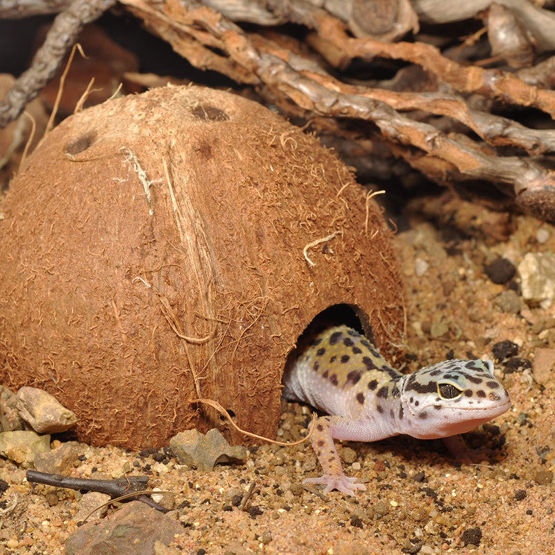 HabiStat Coconut Cave