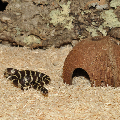 HabiStat Coconut Cave