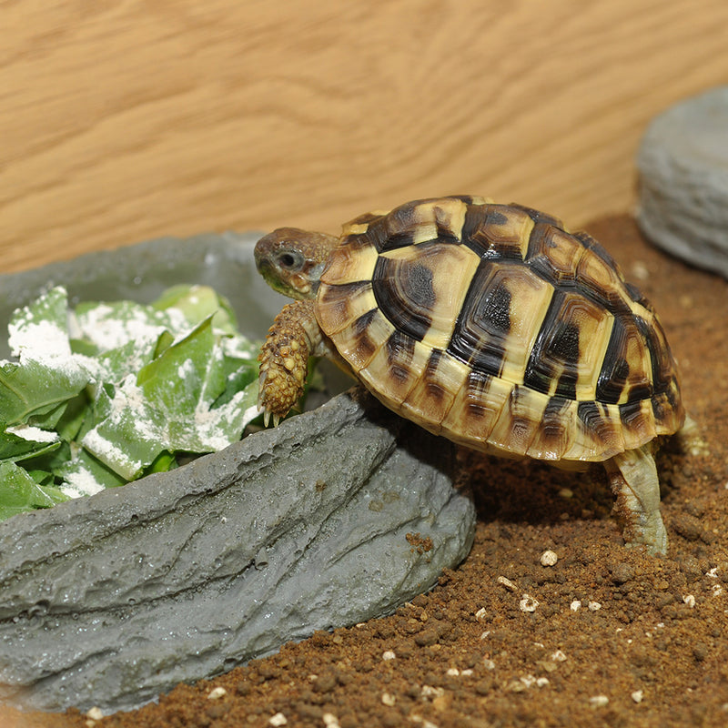 HabiStat Tortoise Pool, Small