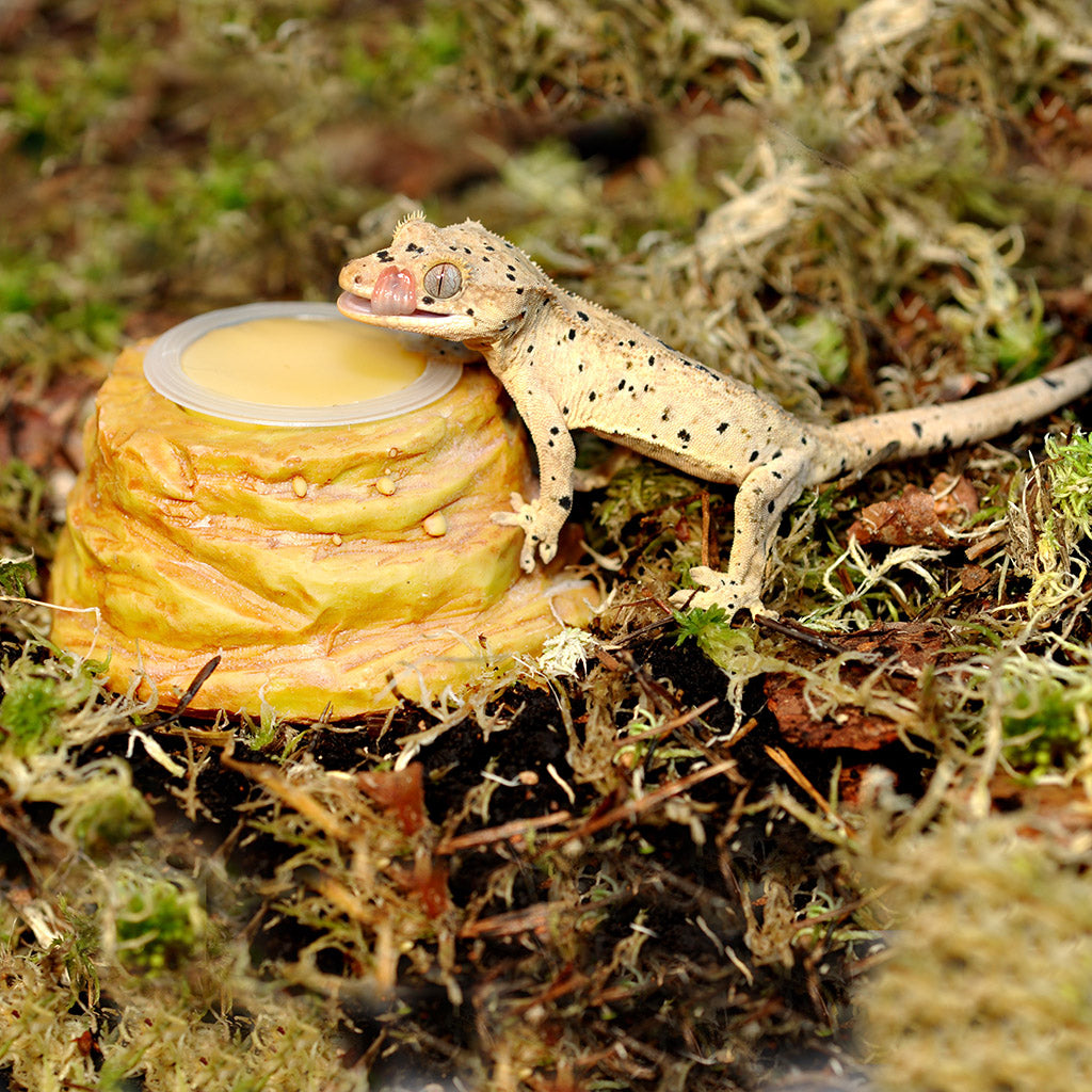 HabiStat Sandstone Jelly Pot Holder