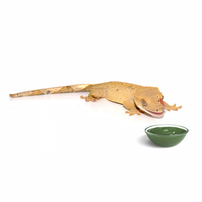 HabiStat Crested Gecko Diet, Banana and Cricket, 60g