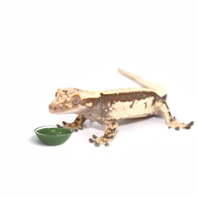 HabiStat Crested Gecko Diet, Strawberry and Cricket, 60g