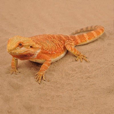 HabiStat Repti-Sand, Natural, 25kg