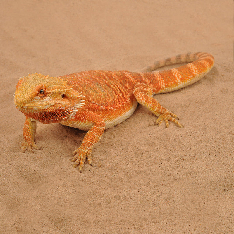HabiStat Repti-Sand, Natural, 25kg