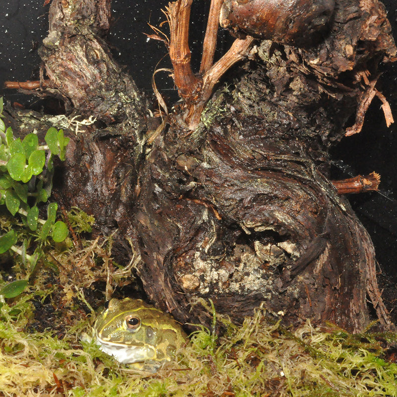 HabiStat Grapevine, Natural