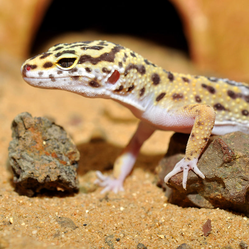 HabiStat Leopard Gecko Bedding, 5kg