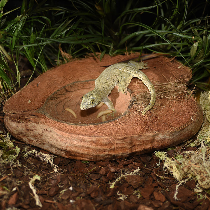 HabiStat Coco Bowl