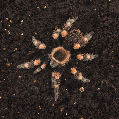 HabiStat Spider Bedding, 10 Litres
