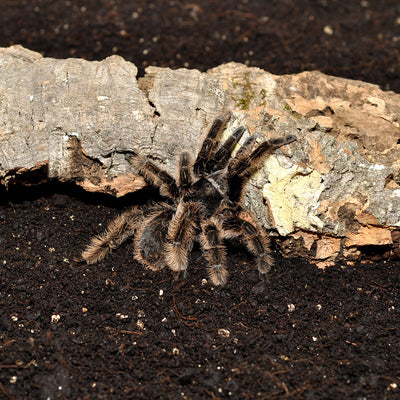HabiStat Spider Bedding, 1 Litre
