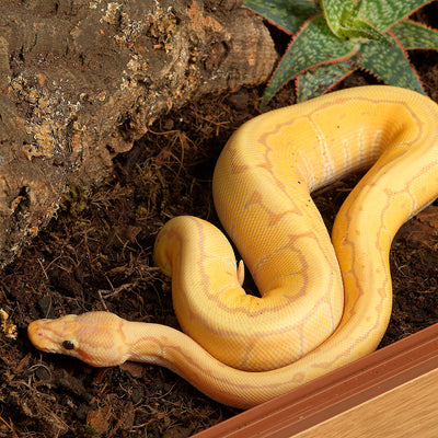 HabiStat Snake Accessory Kit