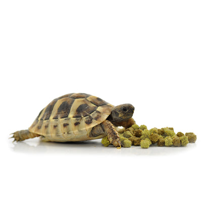 HabiStat Tortoise Food Fruit & Flower, 200g